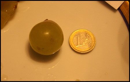 Huge grape bigger than a Euro
