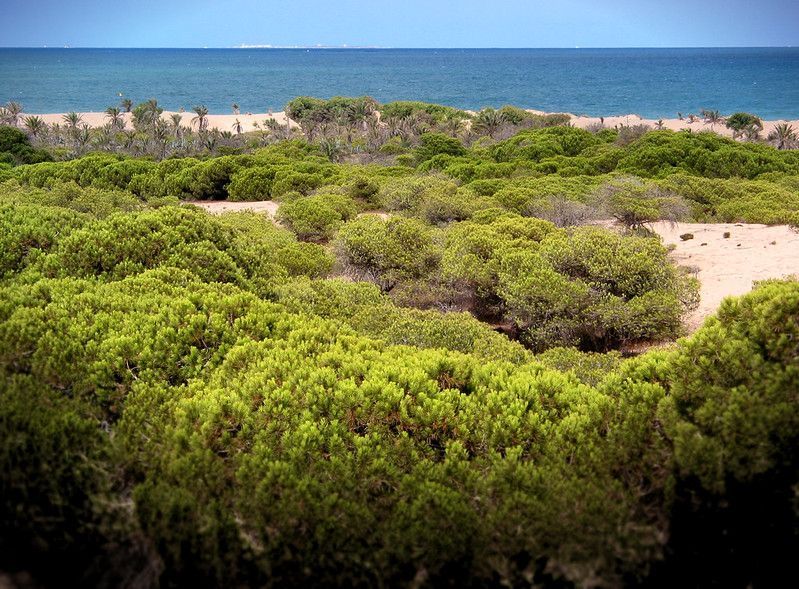 Dunes Guardamar Spain