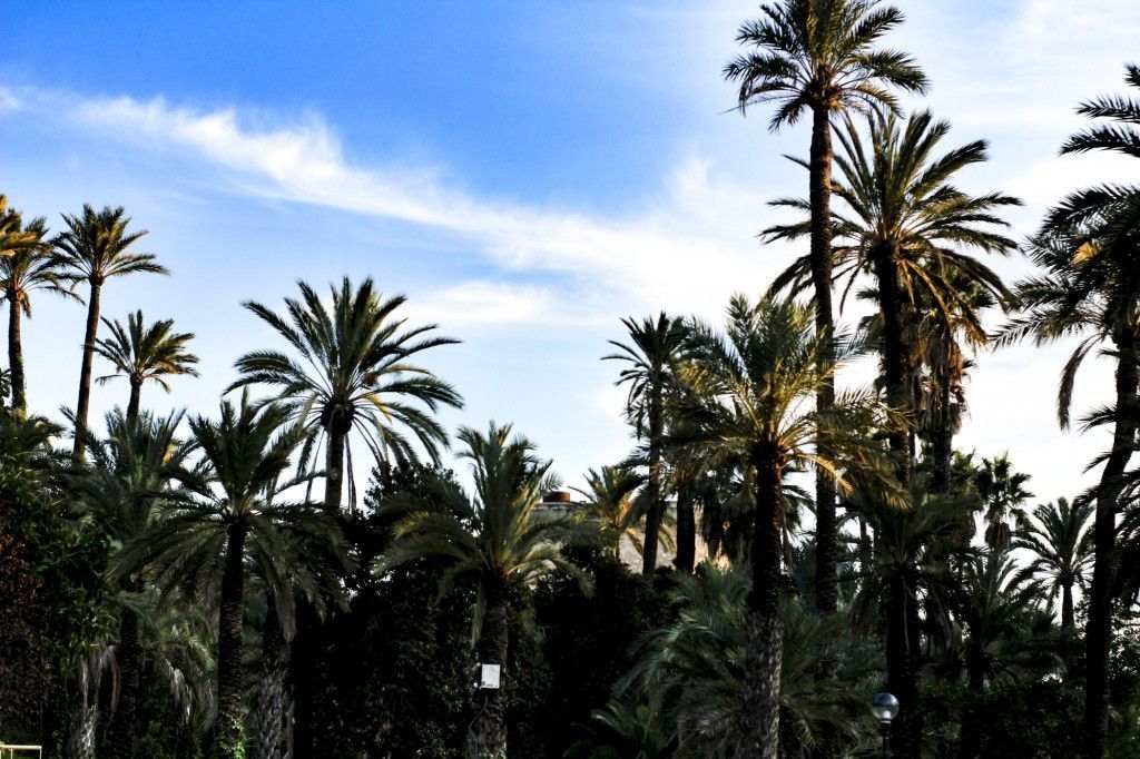 Palm trees Elche Spain